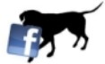 Cours de dressage pour chien Drummondville AniVal Facebook La Patte Blanche